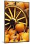 Pumpkins on Display-Darrell Gulin-Mounted Photographic Print