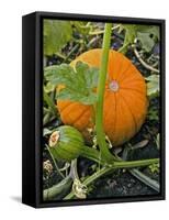 Pumpkins on the Plant-Bodo A^ Schieren-Framed Stretched Canvas