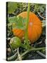 Pumpkins on the Plant-Bodo A^ Schieren-Stretched Canvas