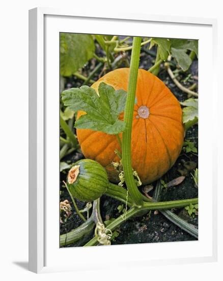 Pumpkins on the Plant-Bodo A^ Schieren-Framed Photographic Print