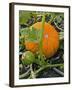 Pumpkins on the Plant-Bodo A^ Schieren-Framed Photographic Print