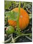 Pumpkins on the Plant-Bodo A^ Schieren-Mounted Photographic Print
