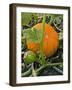 Pumpkins on the Plant-Bodo A^ Schieren-Framed Photographic Print