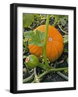 Pumpkins on the Plant-Bodo A^ Schieren-Framed Photographic Print