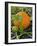 Pumpkins on the Plant-Bodo A^ Schieren-Framed Photographic Print