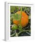 Pumpkins on the Plant-Bodo A^ Schieren-Framed Photographic Print