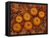 Pumpkins with Maple Leaves in Autumn, Washington, USA-Jamie & Judy Wild-Framed Stretched Canvas