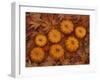 Pumpkins with Maple Leaves in Autumn, Washington, USA-Jamie & Judy Wild-Framed Premium Photographic Print