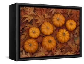 Pumpkins with Maple Leaves in Autumn, Washington, USA-Jamie & Judy Wild-Framed Stretched Canvas