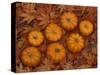 Pumpkins with Maple Leaves in Autumn, Washington, USA-Jamie & Judy Wild-Stretched Canvas