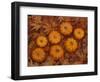 Pumpkins with Maple Leaves in Autumn, Washington, USA-Jamie & Judy Wild-Framed Photographic Print