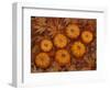 Pumpkins with Maple Leaves in Autumn, Washington, USA-Jamie & Judy Wild-Framed Photographic Print