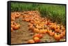 Pumpkins-Friday-Framed Stretched Canvas