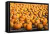 Pumpkins-pmphoto-Framed Stretched Canvas