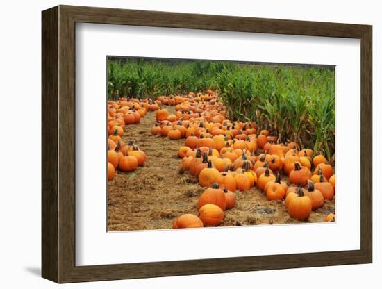 Pumpkins-Friday-Framed Photographic Print