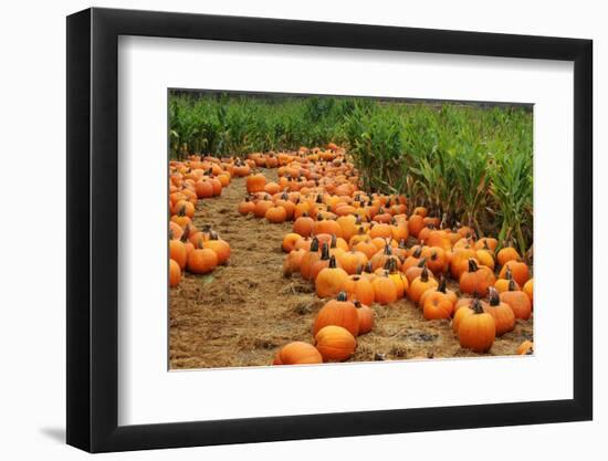 Pumpkins-Friday-Framed Photographic Print