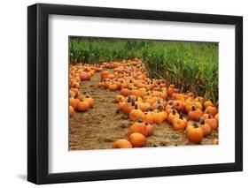 Pumpkins-Friday-Framed Photographic Print