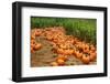 Pumpkins-Friday-Framed Photographic Print