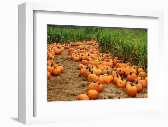 Pumpkins-Friday-Framed Photographic Print