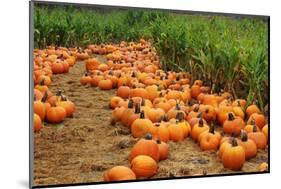 Pumpkins-Friday-Mounted Photographic Print