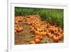 Pumpkins-Friday-Framed Photographic Print