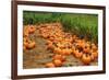 Pumpkins-Friday-Framed Photographic Print