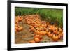 Pumpkins-Friday-Framed Photographic Print