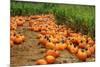 Pumpkins-Friday-Mounted Photographic Print