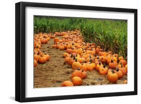 Pumpkins-Friday-Framed Photographic Print