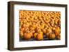 Pumpkins-pmphoto-Framed Photographic Print