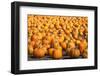 Pumpkins-pmphoto-Framed Photographic Print