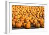 Pumpkins-pmphoto-Framed Photographic Print