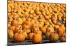 Pumpkins-pmphoto-Mounted Photographic Print