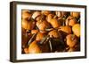 Pumpkins-Alan Hausenflock-Framed Photographic Print