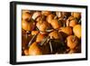 Pumpkins-Alan Hausenflock-Framed Photographic Print