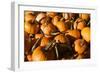 Pumpkins-Alan Hausenflock-Framed Photographic Print