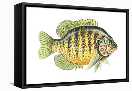 Pumpkinseed (Lepomis Gibbosus), Fishes-Encyclopaedia Britannica-Framed Stretched Canvas