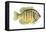 Pumpkinseed (Lepomis Gibbosus), Fishes-Encyclopaedia Britannica-Framed Stretched Canvas