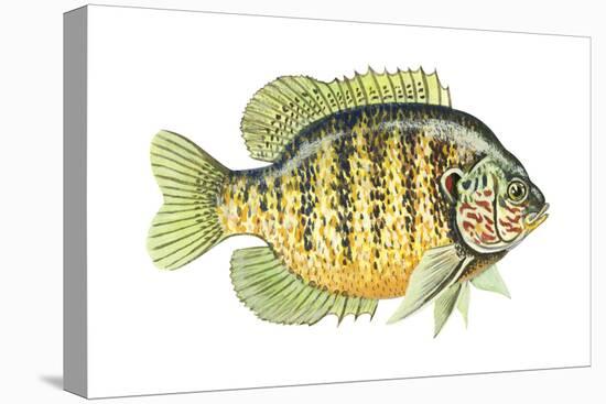 Pumpkinseed (Lepomis Gibbosus), Fishes-Encyclopaedia Britannica-Stretched Canvas