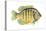 Pumpkinseed (Lepomis Gibbosus), Fishes-Encyclopaedia Britannica-Stretched Canvas