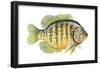 Pumpkinseed (Lepomis Gibbosus), Fishes-Encyclopaedia Britannica-Framed Poster