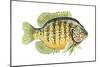 Pumpkinseed (Lepomis Gibbosus), Fishes-Encyclopaedia Britannica-Mounted Poster