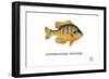 Pumpkinseed Sunfish-Mark Frost-Framed Giclee Print