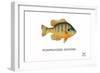 Pumpkinseed Sunfish-Mark Frost-Framed Giclee Print