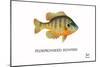 Pumpkinseed Sunfish-Mark Frost-Mounted Giclee Print