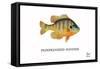 Pumpkinseed Sunfish-Mark Frost-Framed Stretched Canvas