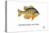 Pumpkinseed Sunfish-Mark Frost-Stretched Canvas
