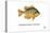 Pumpkinseed Sunfish-Mark Frost-Stretched Canvas