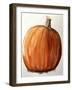 Pumpkinwatercolour-Sarah Thompson-Engels-Framed Giclee Print