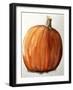 Pumpkinwatercolour-Sarah Thompson-Engels-Framed Giclee Print